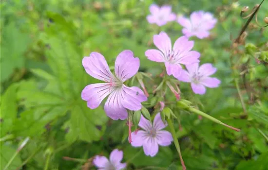 Geranium nodosum Geranium nodosum