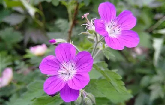 Geranium palustre