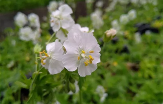Geranium phaeum Album