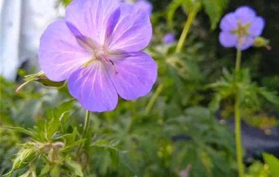 Geranium pratense Geranium pratense
