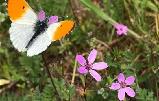 Geranium robertianum