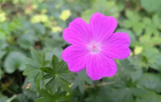 Geranium sanguineum
