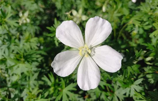 Geranium sanguineum Album