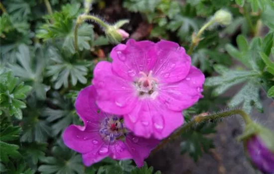 Geranium sanguineum Max Frei Geranium sanguineum Max Frei