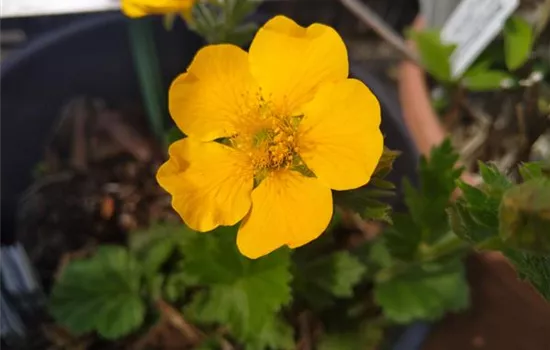 Geum montanum Geum montanum
