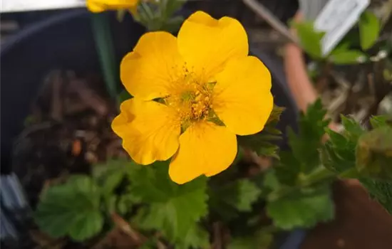 Geum montanum