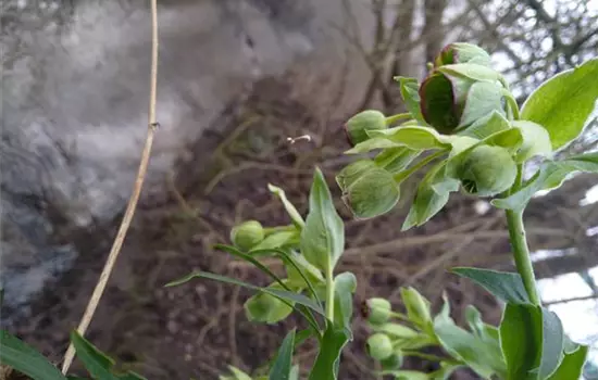 Helleborus foetidus