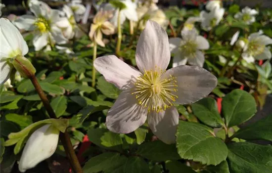 Helleborus niger