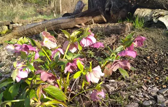 Helleborus orientalis