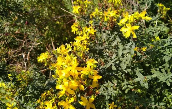 Hypericum perforatum Hypericum perforatum