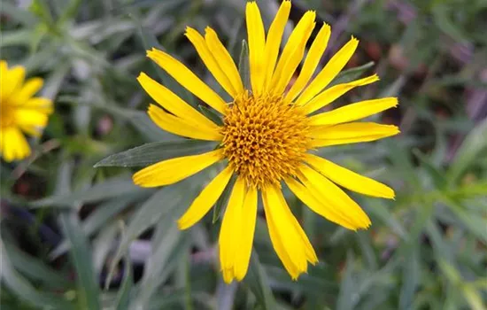 Inula ensifolia