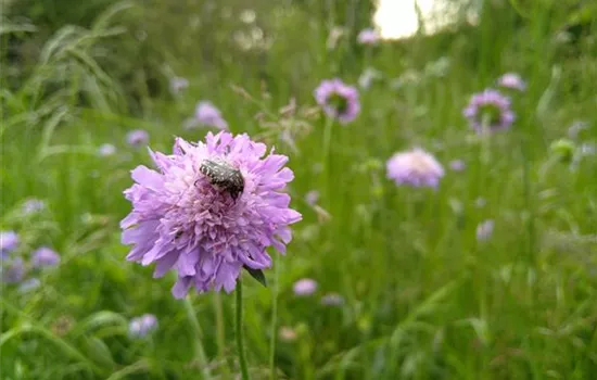 Knautia arvensis