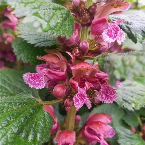 Lamium orvala*