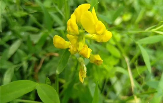 Lathyrus pratensis Lathyrus pratensis