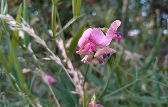 Lathyrus sylvestris Lathyrus sylvestris