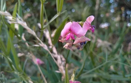 Lathyrus sylvestris