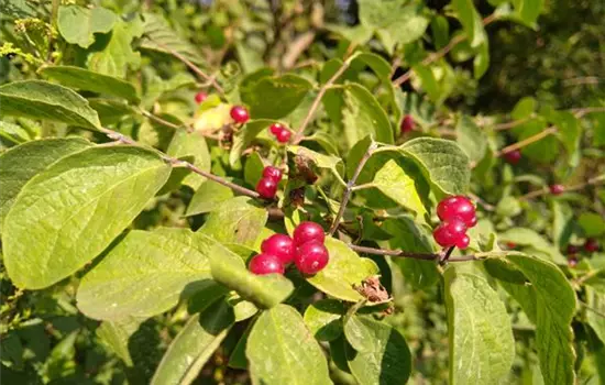 Lonicera xylosteum