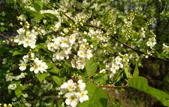 Prunus padus