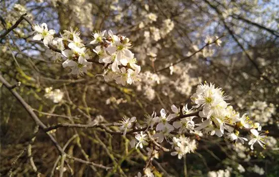 Prunus spinosa