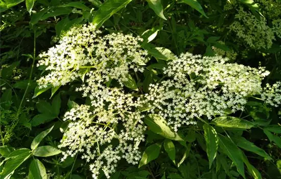 Sambucus nigra