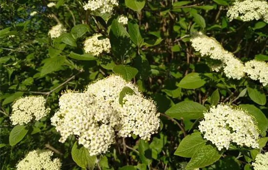 Viburnum lantana