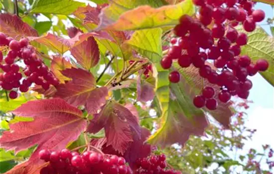 Viburnum opulus