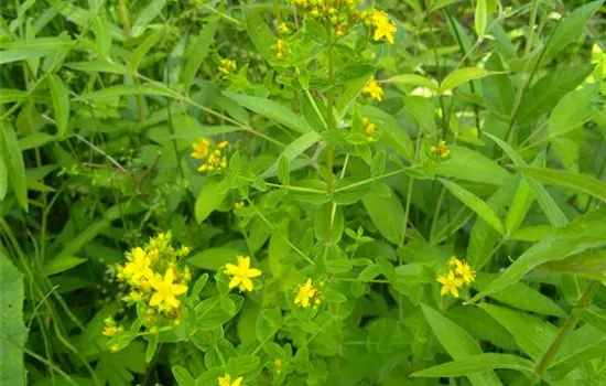 Hypericum tetrapterum Hypericum tetrapterum