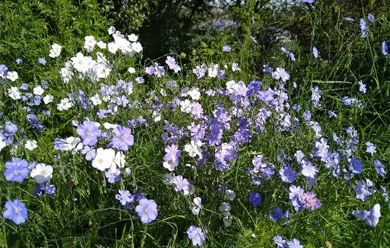 Linum perenne Linum perenne