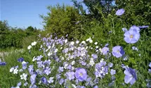Ausdauernder Lein BIO