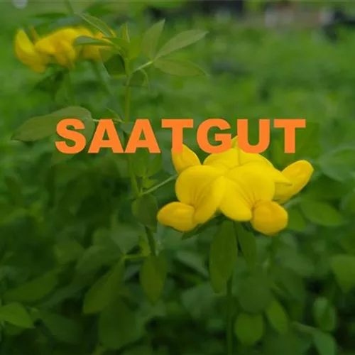 Lotus corniculatus (SA 10qm)*