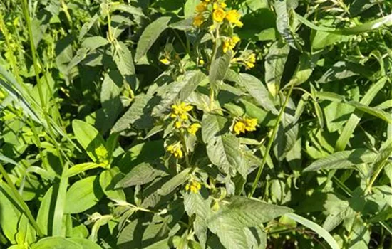 Lysimachia vulgaris