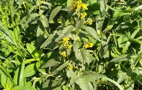 Lysimachia vulgaris