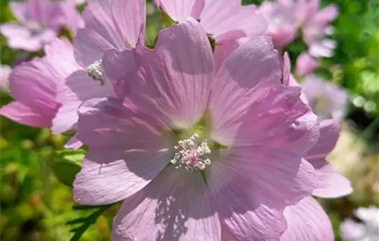 Malva moschata