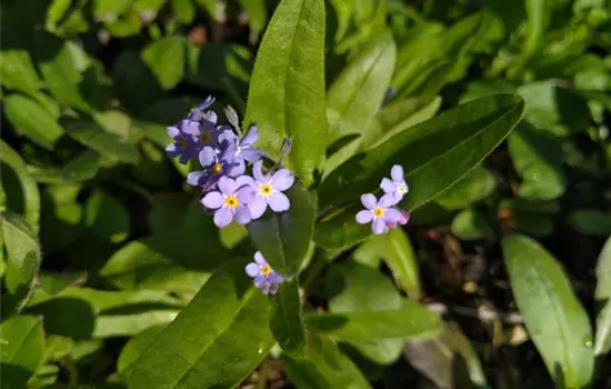 Myosotis sylvatica