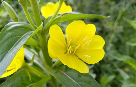 Oenothera biennis Oenothera biennis