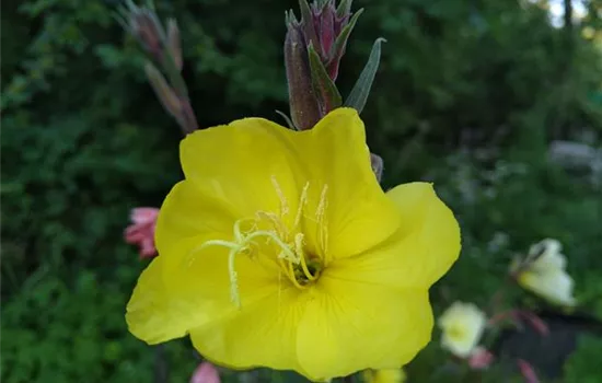 Oenothera odorata Sulphurea