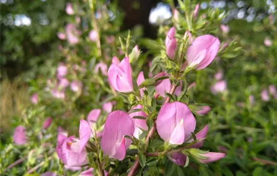 Ononis repens