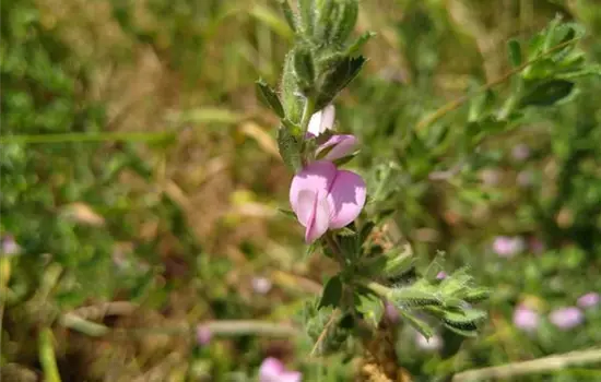 Ononis spinosa