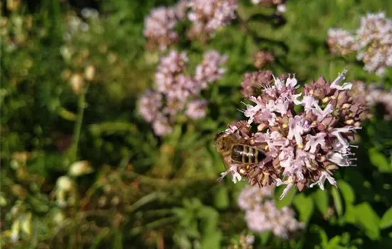 Origanum vulgare