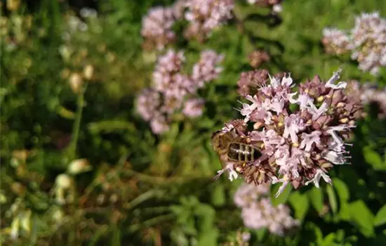 Origanum vulgare