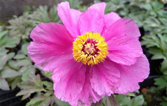 Paeonia officinalis var. Mollis Paeonia officinalis var. Mollis