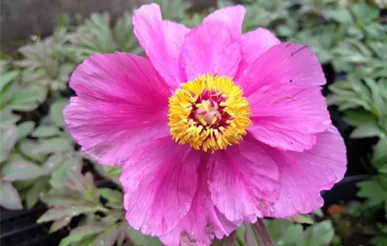 Paeonia officinalis var. Mollis