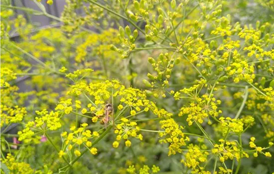 Pastinaca sativa