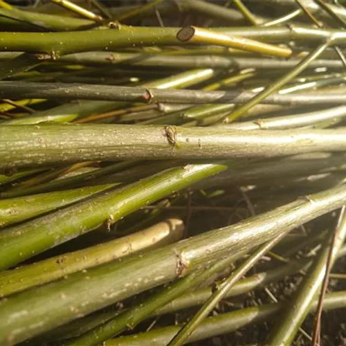 PAK 10.01 Weiden-Iglu bzw. Weidenruten PAK 10.01 Weiden-Iglu bzw. Weidenruten