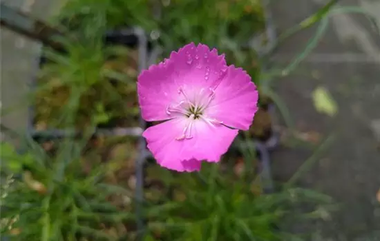 Dianthus sylvestris