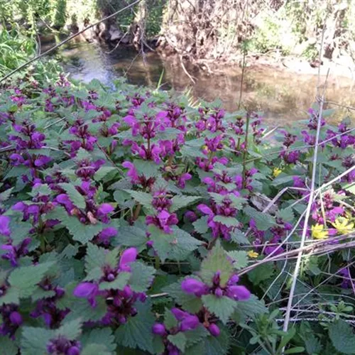 Lamium maculatum