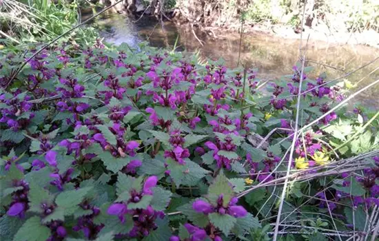 Lamium maculatum