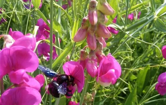 Lathyrus latifolius Lathyrus latifolius
