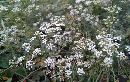 Pimpinella saxifraga