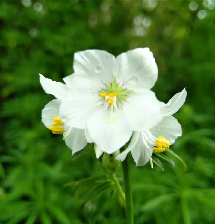 Weiße Blaue Himmelsleiter Weiße Blaue Himmelsleiter